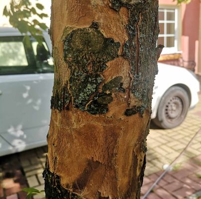 A - nejednoznačne určen&yacute;, nie sme si ist&iacute;