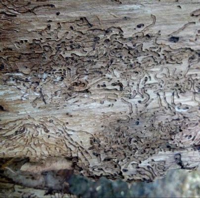 A - nejednoznačne určen&yacute;, nie sme si ist&iacute;