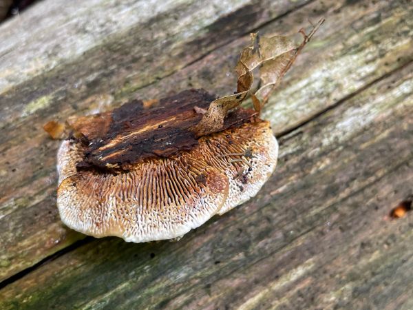Yellow-red gill polypore