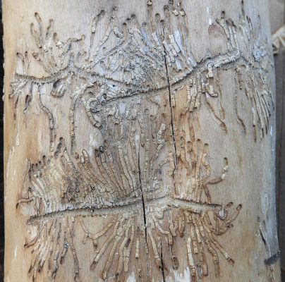 Hylesinus varius (=fraxini)