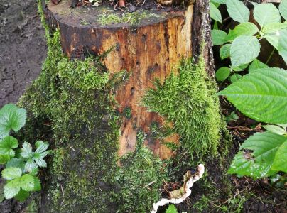 Koreňovka vrstevnat&aacute;