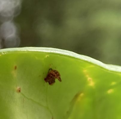 A - nejednoznačne určen&yacute;, nie sme si ist&iacute;