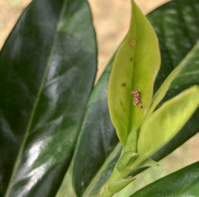 A - nejednoznačne určen&yacute;, nie sme si ist&iacute;