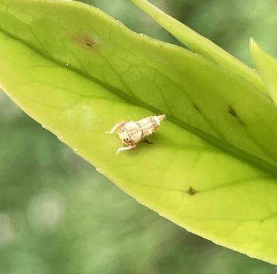 A - nejednoznačne určen&yacute;, nie sme si ist&iacute;