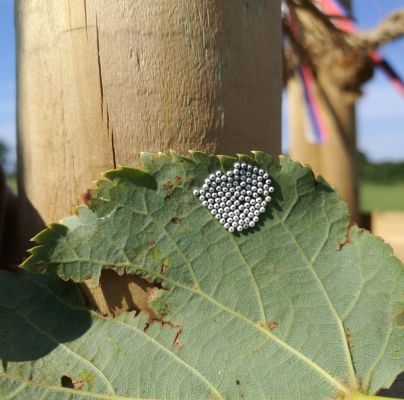 A - nejednoznačne určen&yacute;, nie sme si ist&iacute;