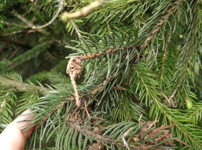 K&ocirc;rovnica zelen&aacute;