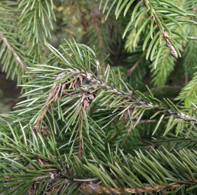 Sacchiphantes viridis 