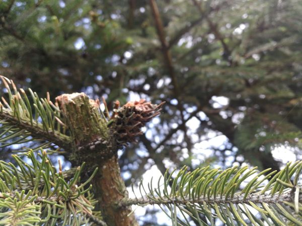 Woolly adelgid 