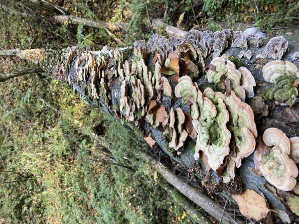 Gilled polypore