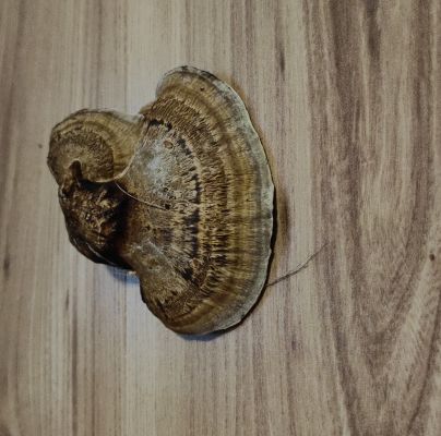 Daedaleopsis confragosa 