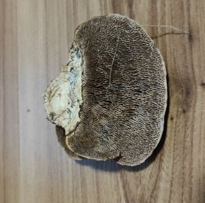 Daedaleopsis confragosa 