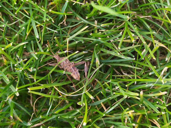Western conifer seed bug