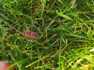 Obrubnica americk&aacute;