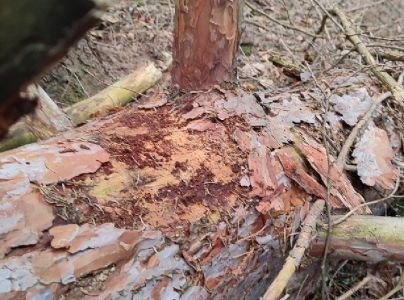 Fuz&aacute;č k&ocirc;rov&yacute;