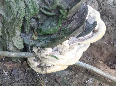 P&oacute;rovn&iacute;k jaseňov&yacute;