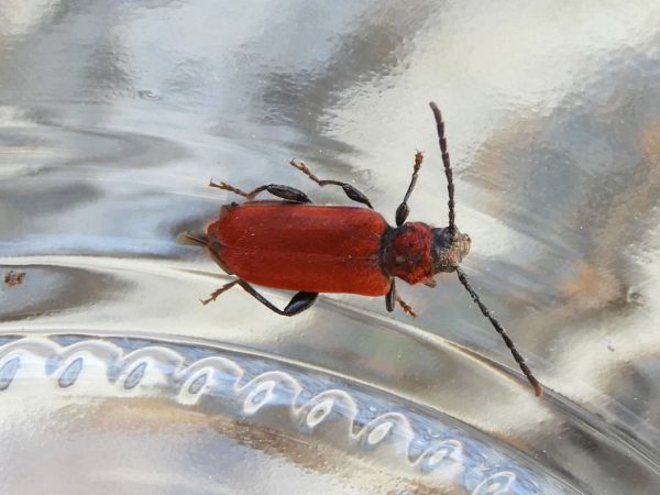 Long-horned beetle Pyrrhidium sanguineum