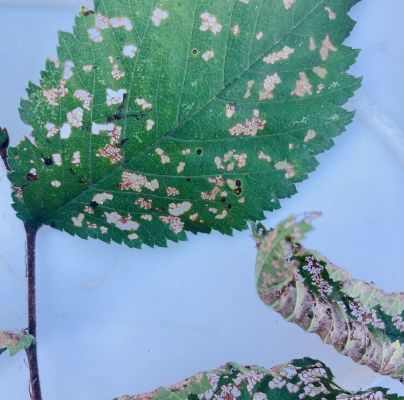 Xanthogaleruca luteola