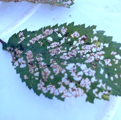 Xanthogaleruca luteola