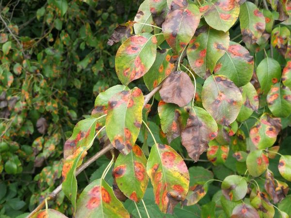 European pear rust
