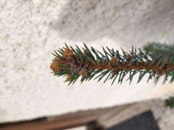 Spruce bark tortrix Cydia pactolana