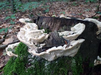 &Scaron;ťavnatec smrekov&yacute;