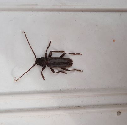 A - nejednoznačne určen&yacute;, nie sme si ist&iacute;