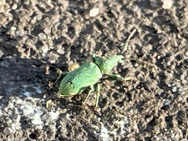 Phyllobius and Polydrusus weevils