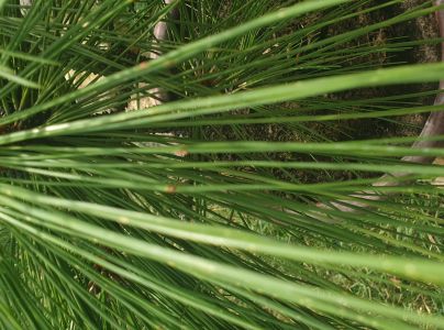 Červen&aacute; sypavka borov&iacute;c