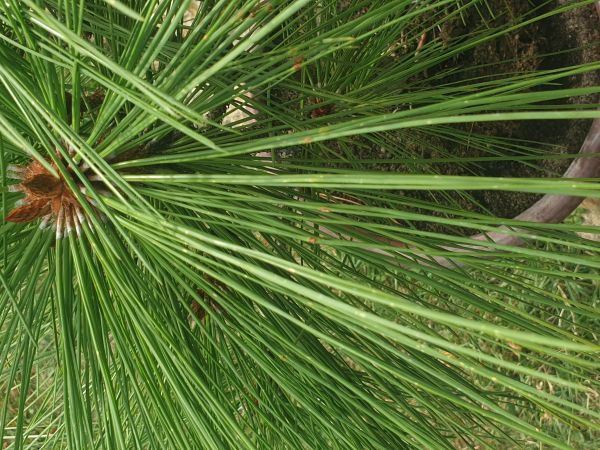 Red band needle blight