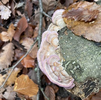 A - nie je v datab&aacute;ze