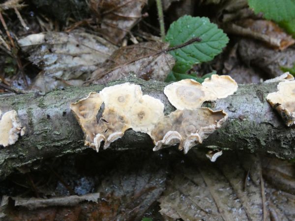 Bleeding broadleaf crust