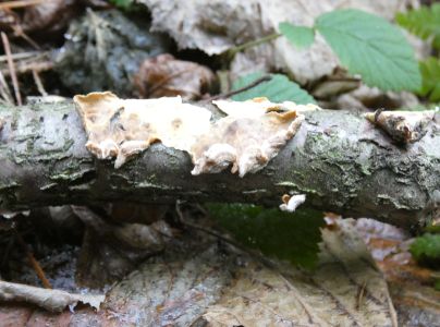 Pevn&iacute;k zvr&aacute;snen&yacute;