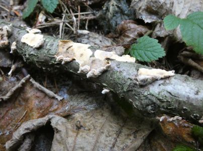 Pevn&iacute;k zvr&aacute;snen&yacute;