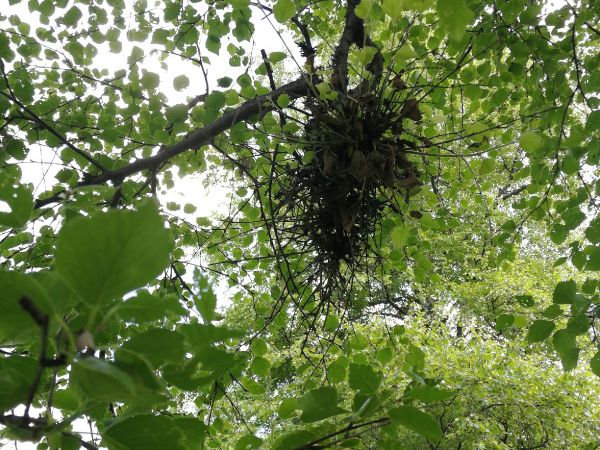 Witches&rsquo; broom