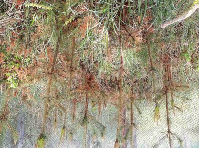 Sypavka borov&aacute;