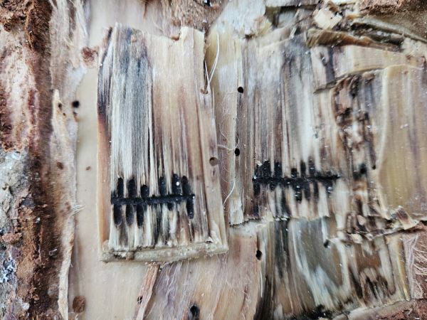 Striped ambrosia beetle