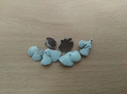 Klanolupeňovka obyčajn&aacute;