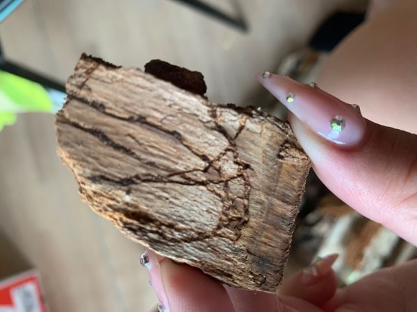 Oak splendour beetle