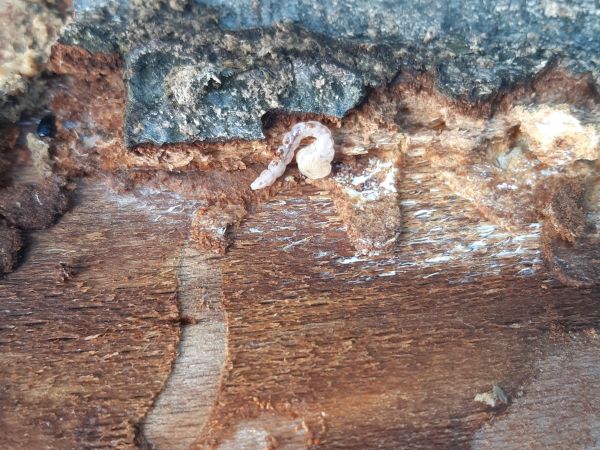 Pit oak splendour beetle