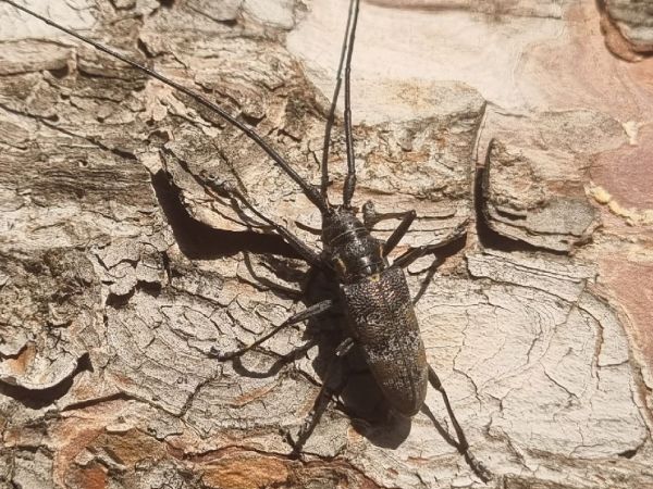 Black pine sawyer beetle