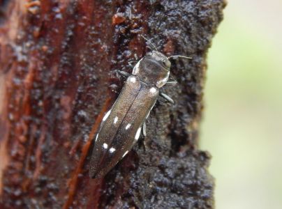 Krasoň topoľov&yacute;