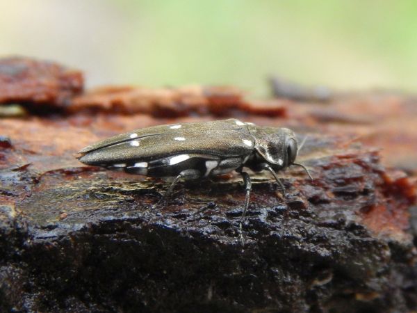 Agrilus ater