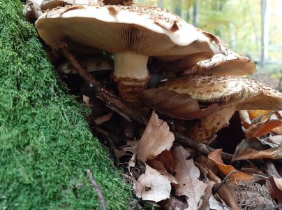 &Scaron;upinovka &scaron;upinat&aacute;