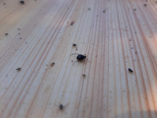 Bow-legged fir aphid