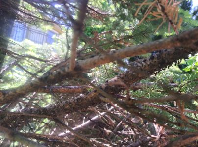 Medovnica Cinara curvipes