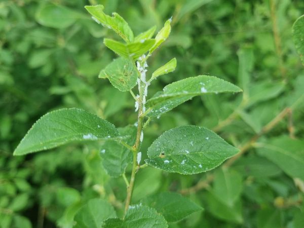 Citrus flatid planthopper