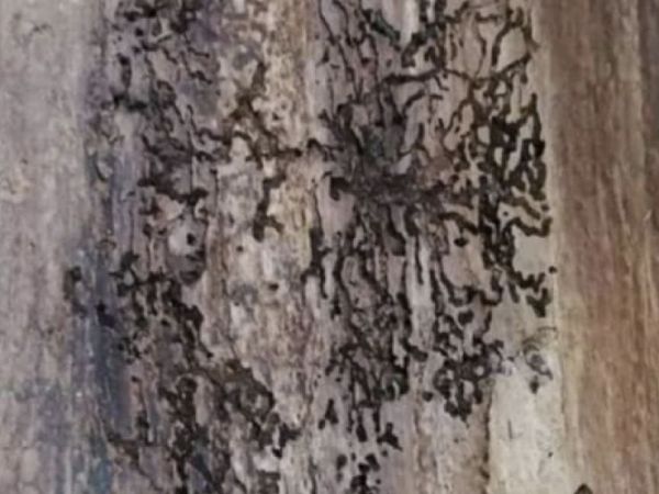 Small spruce bark beetle