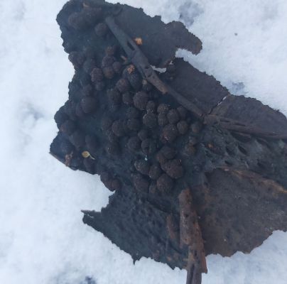 Hypoxylon fragiforme