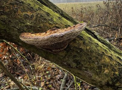 Sieťkovček červenkastý