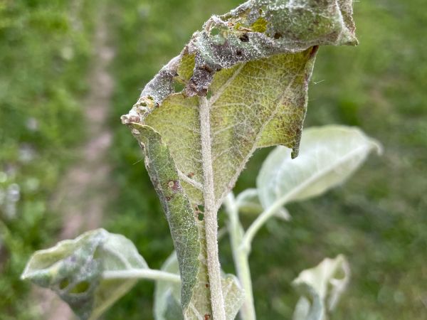 Apple powdery mildew
